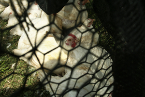 chickens